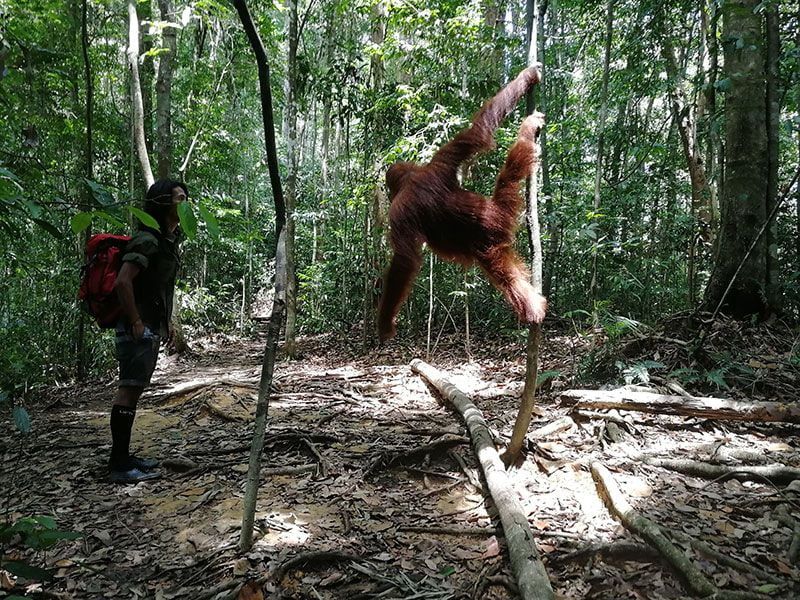 orangutanes en la isla de sumatra