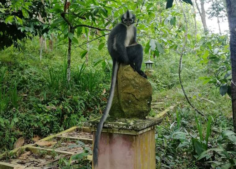 Mono de la hoja de Thomas en Sumatra