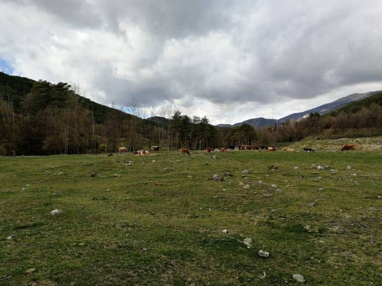 ruta 7 gorgs camino vacas